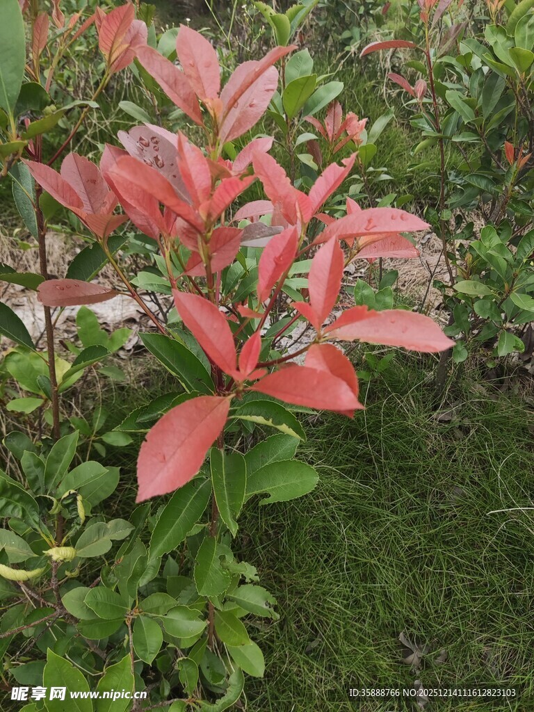 红叶灌木自然清新景致