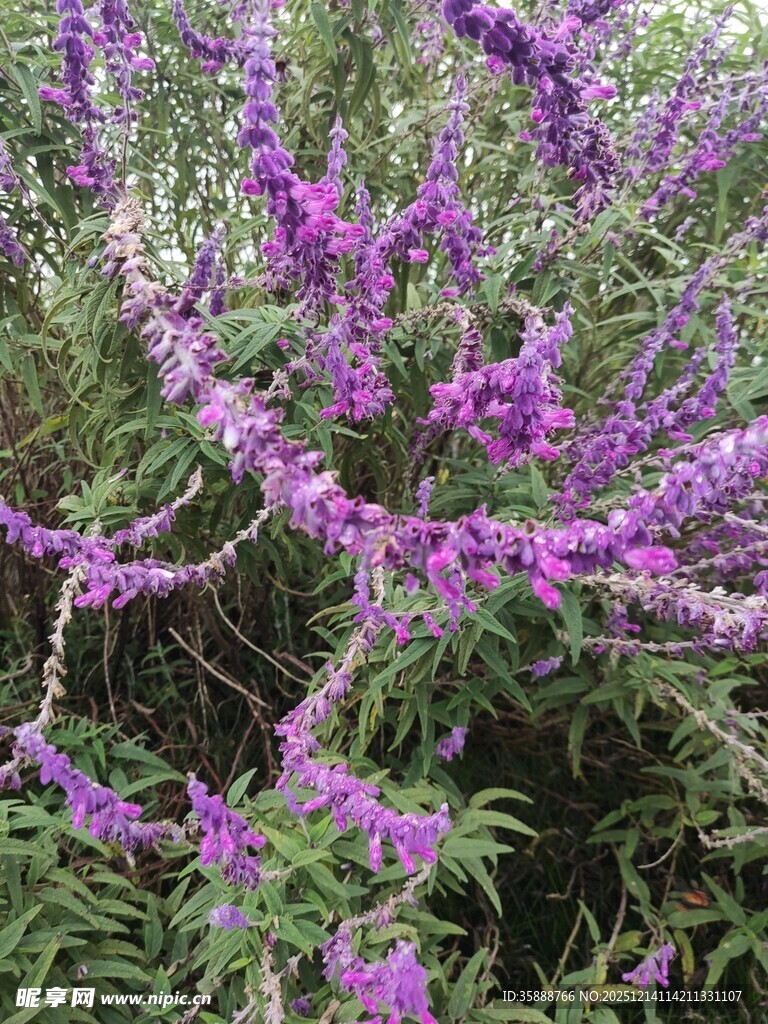 紫色烂漫花枝绽放