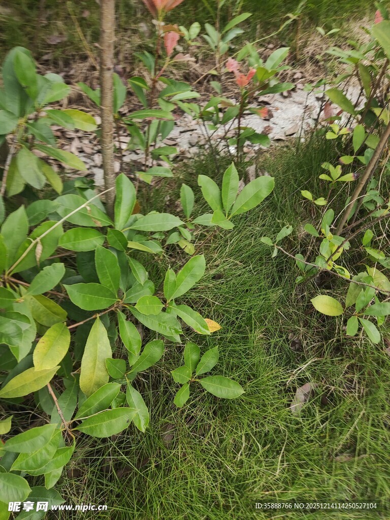 绿意盎然的植物景观
