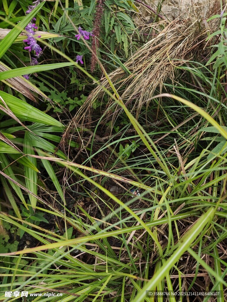 草丛中的紫色花朵