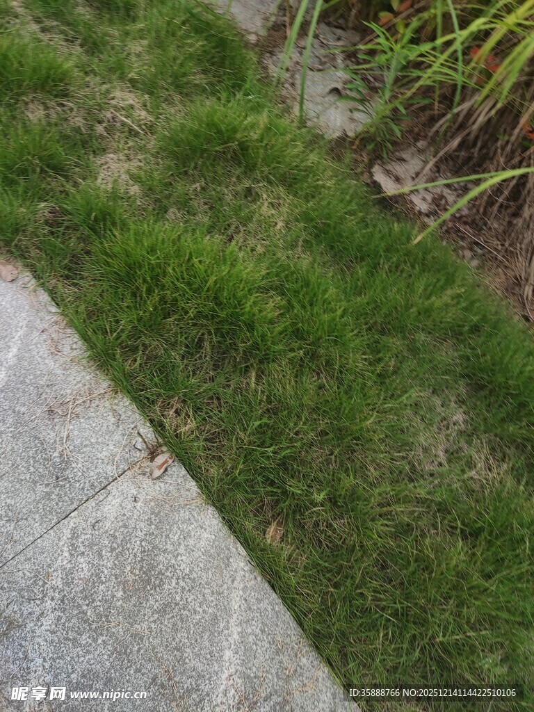 石板旁的翠绿草地