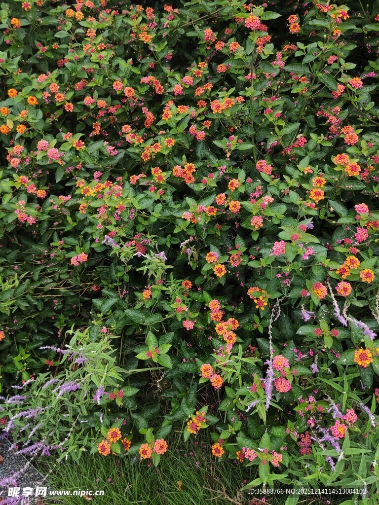 繁花似锦的绚烂植物景观