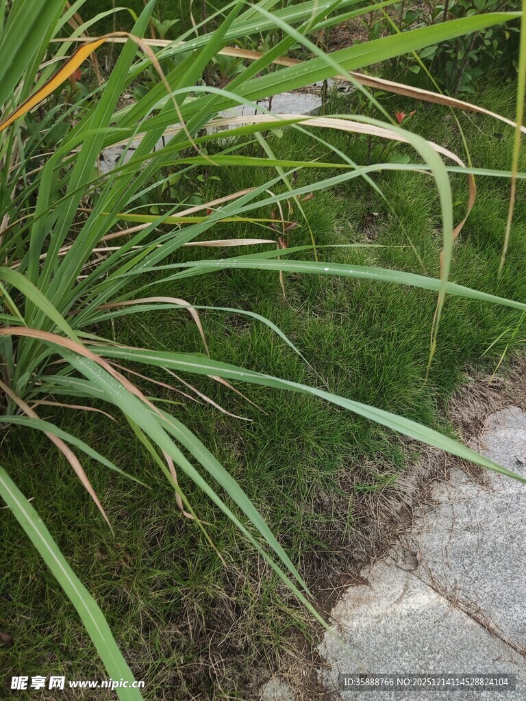 路边葱郁的绿色草本植物