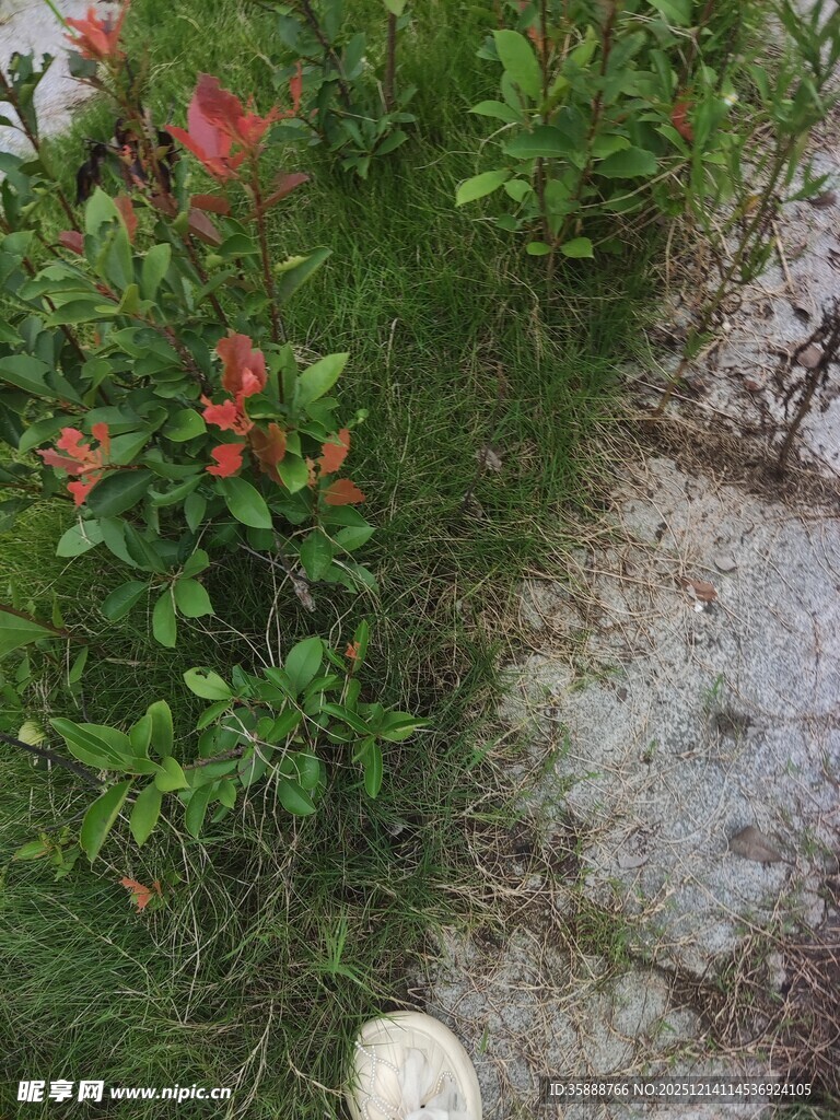 石缝间绽放的艳丽花朵