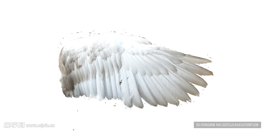 白色羽翼