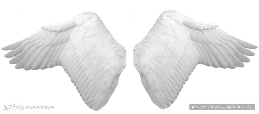 白色羽翼