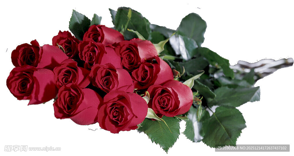 一束娇艳红玫瑰