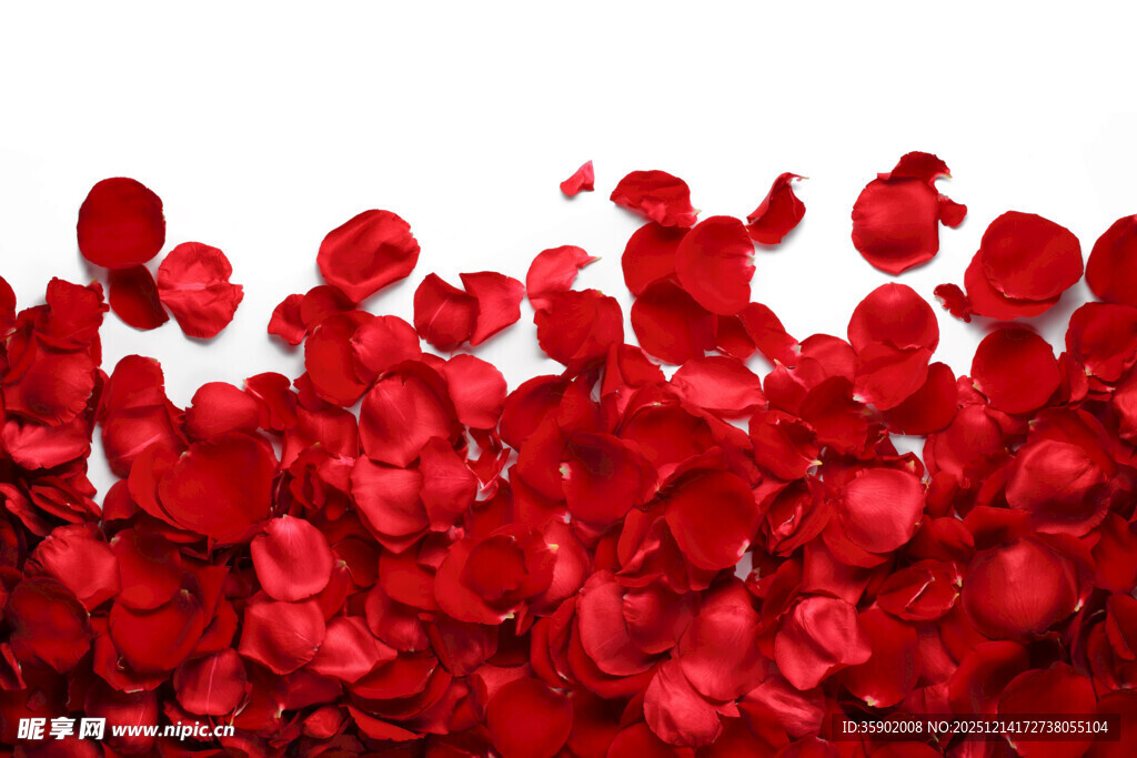 红色玫瑰花瓣洒落场景