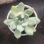 精致单株多肉植物盆栽