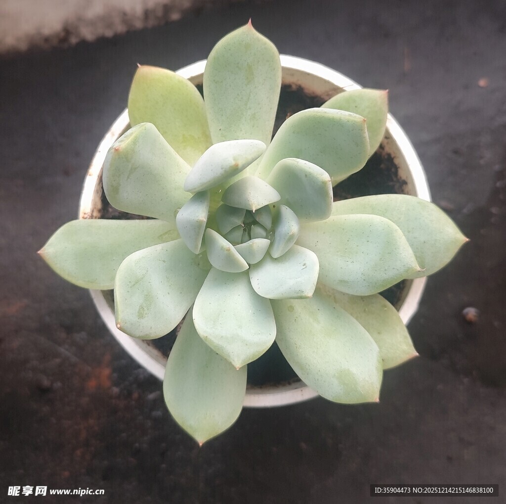 精致单株多肉植物盆栽