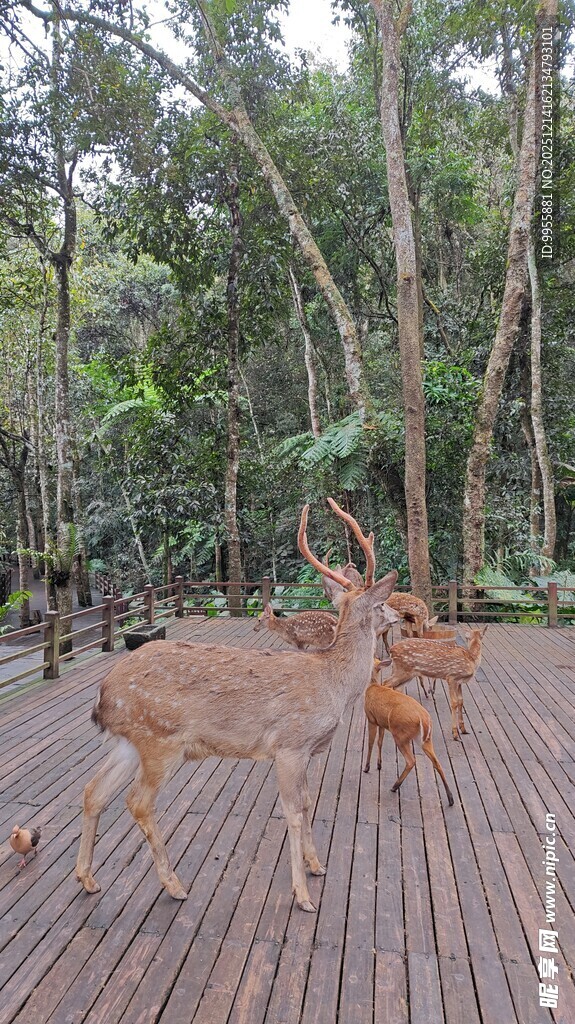 云南西双版纳栈道上的几只小鹿