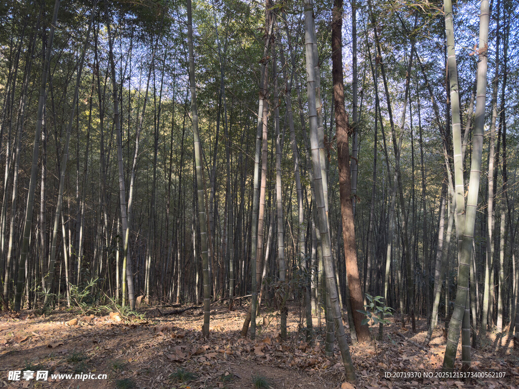 杭州半山国家森林公园