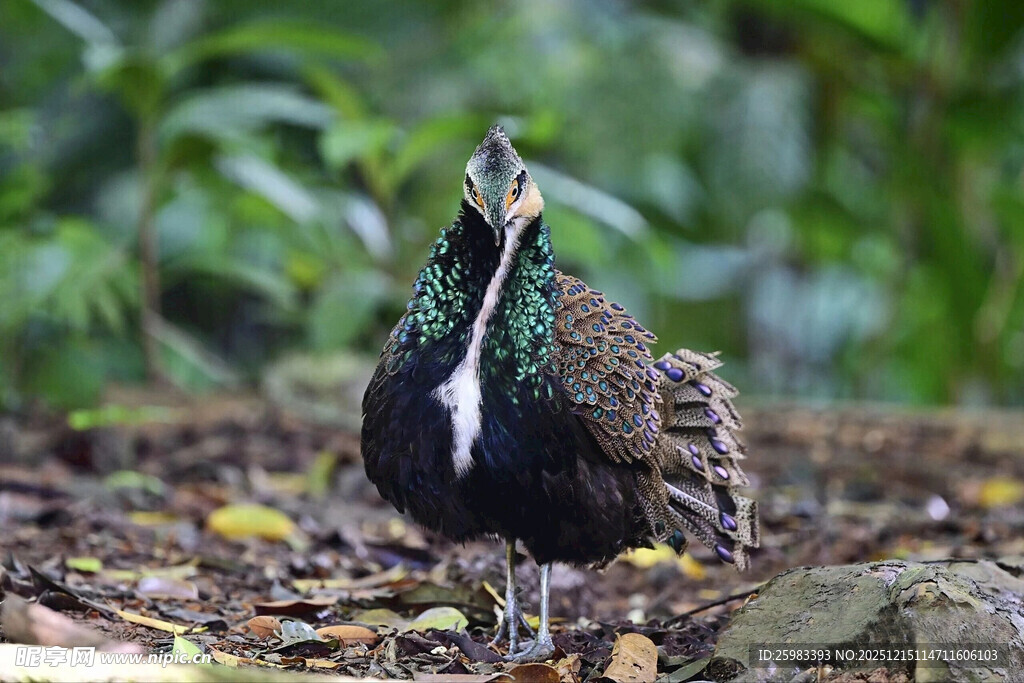 加里曼丹孔雀雉