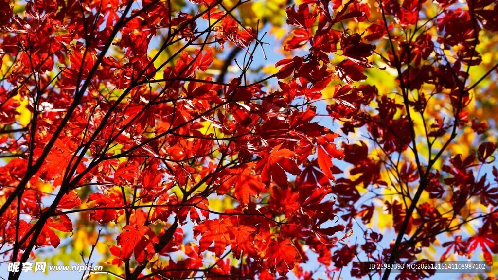 红枫叶