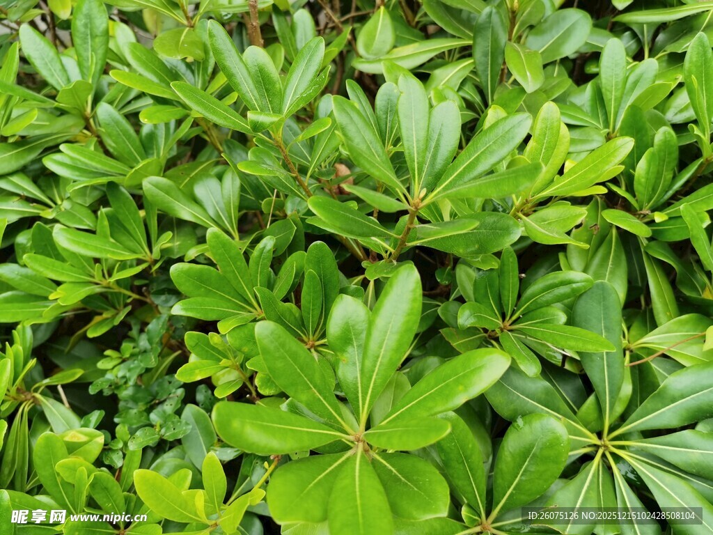 绿叶繁茂的植物景观