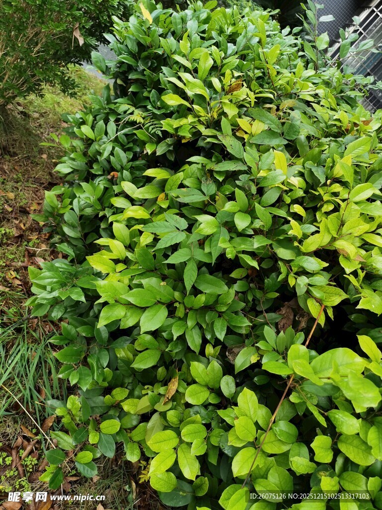 翠绿繁茂的灌木丛