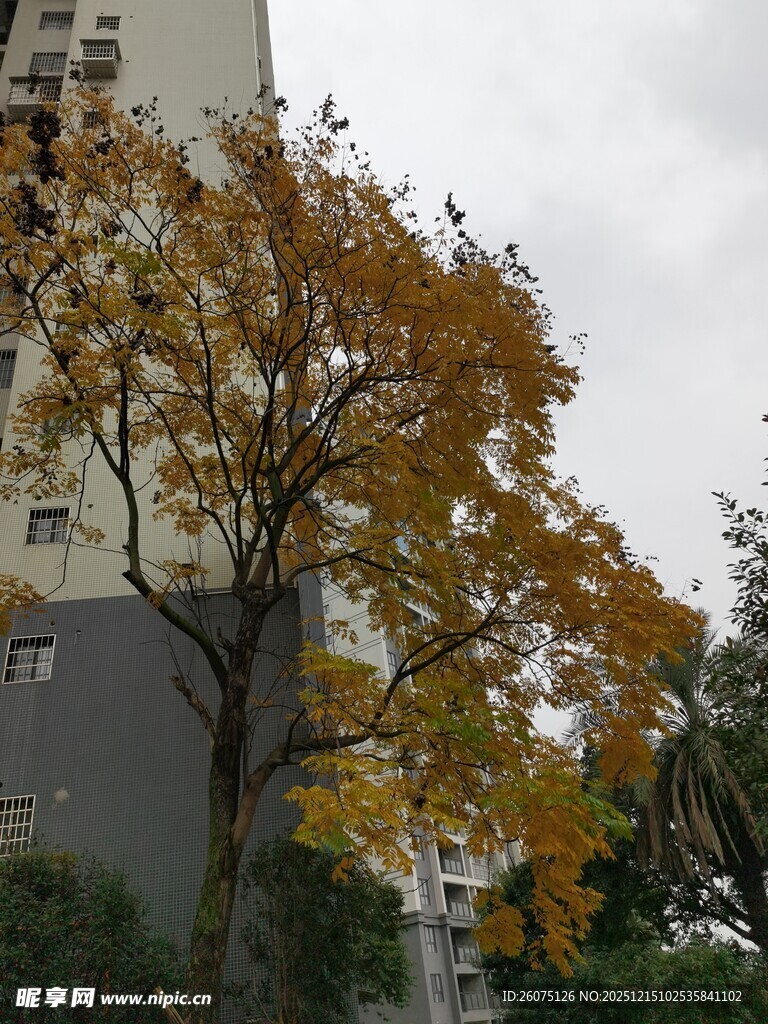 秋日黄叶树与高楼景观