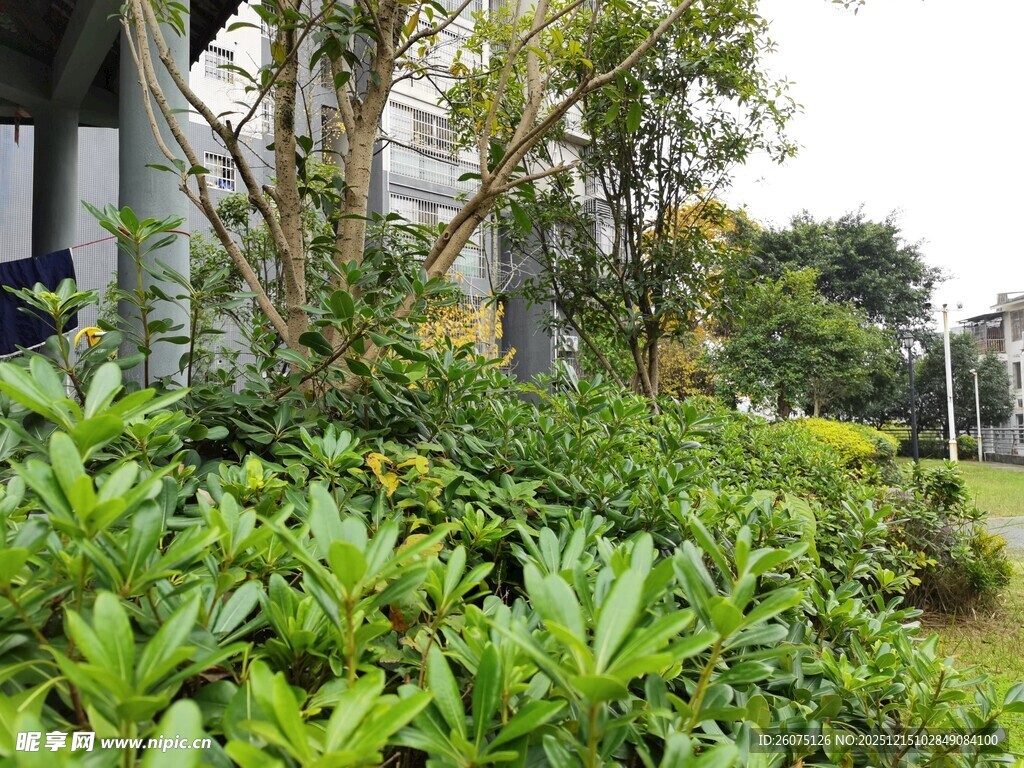 城市中的绿植景观