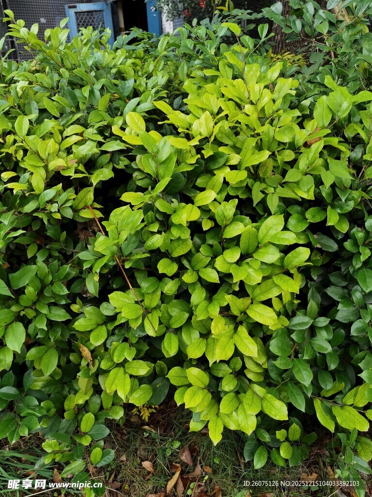 翠绿繁茂的灌木丛