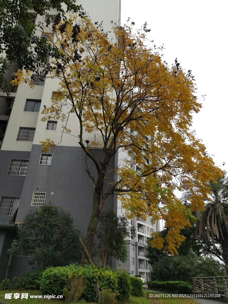 秋日小区旁的金黄大树