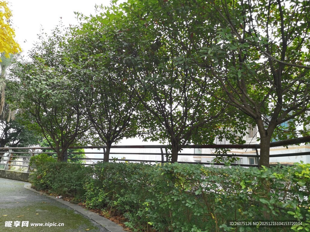 林荫小道旁的繁茂绿植