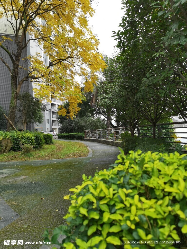 秋日林荫道绿意与黄叶