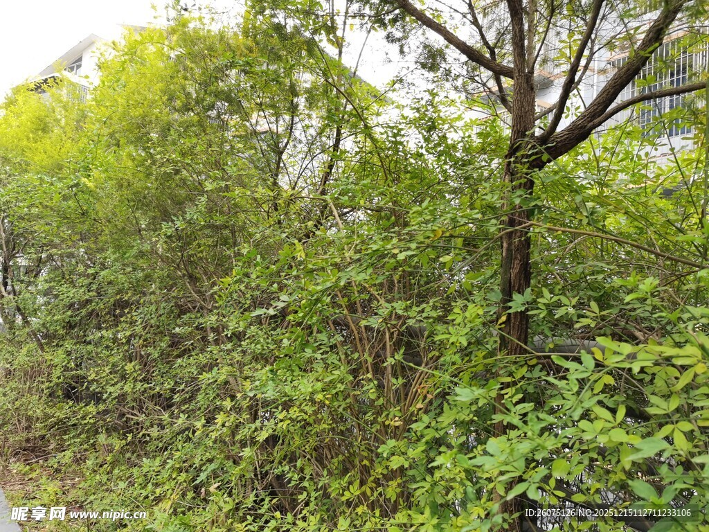 林间繁茂绿植与树木景观