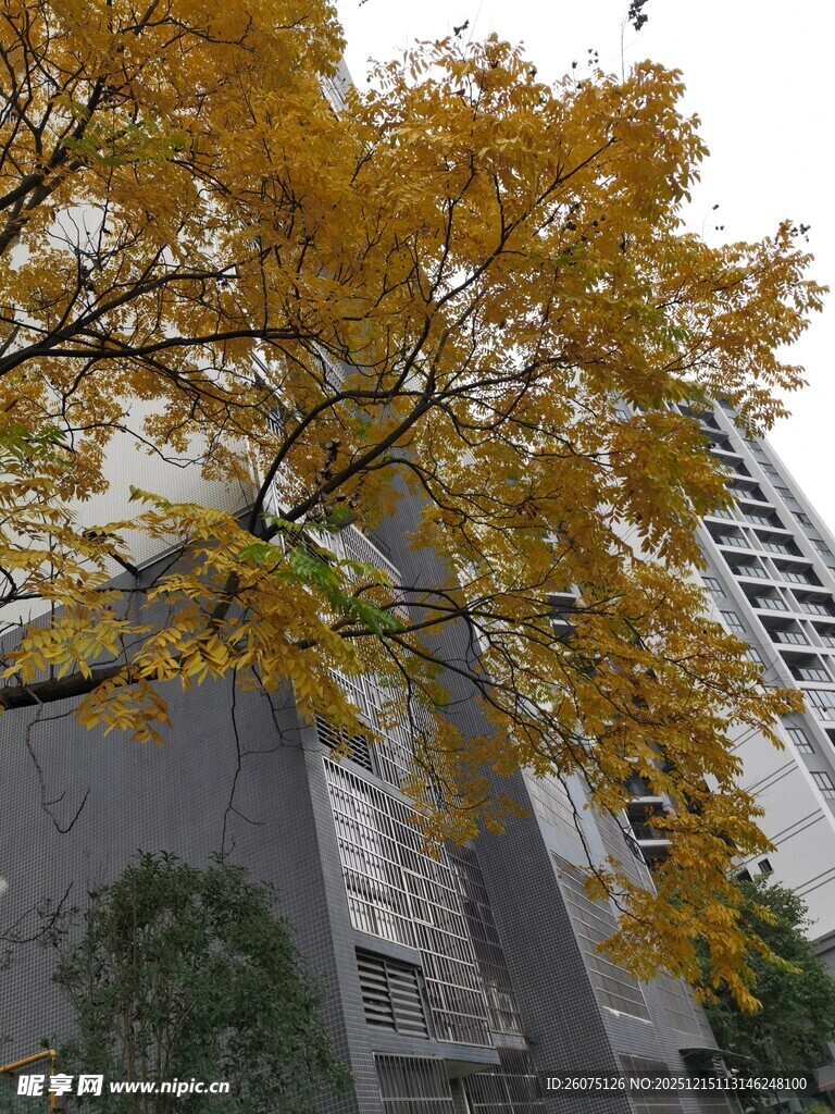 秋日黄叶映高楼