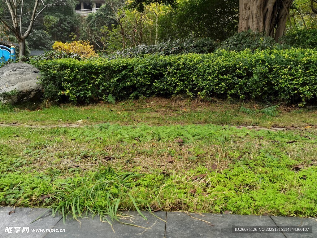 雨后绿意盎然的园林景观