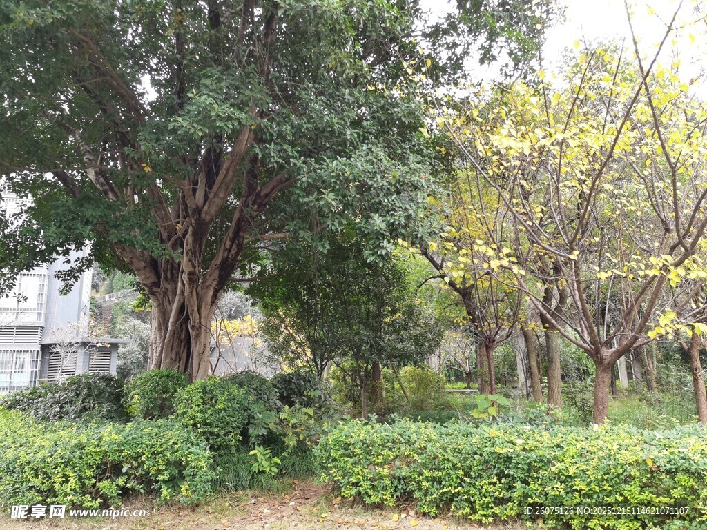 城市中的静谧绿植景观