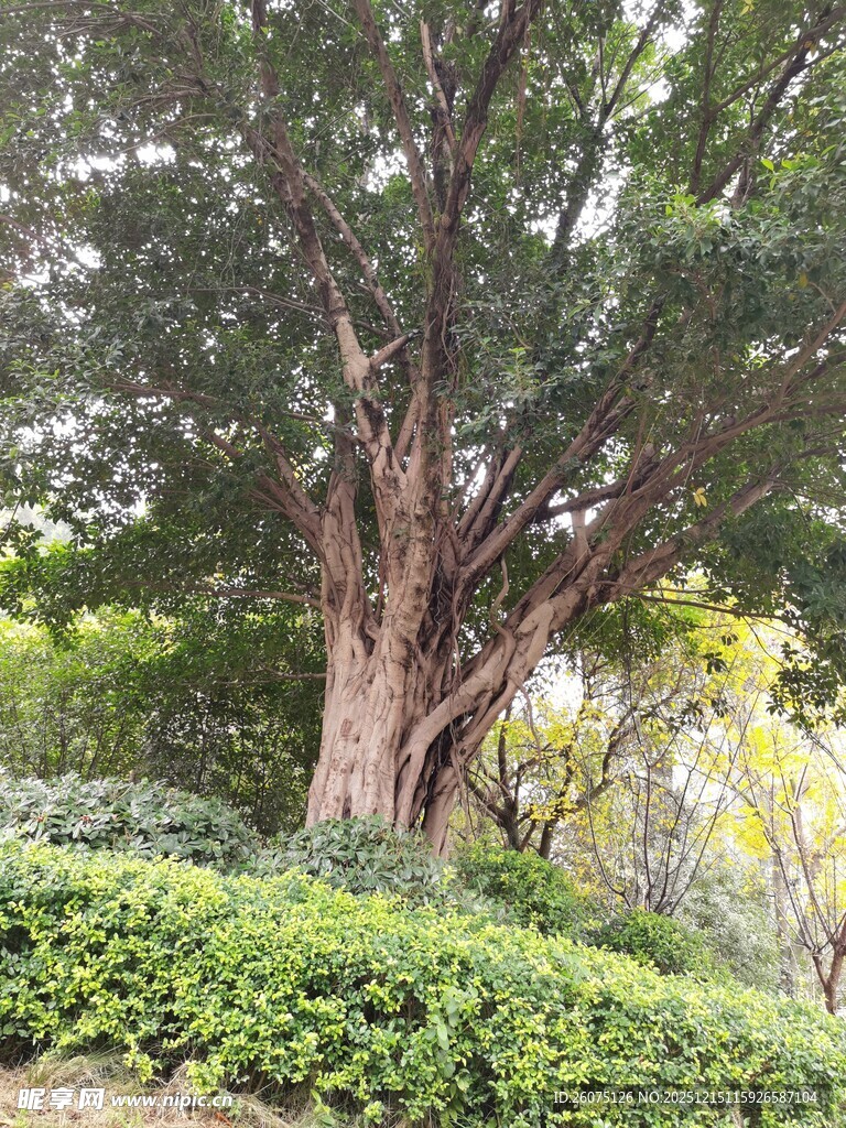 繁茂大树与葱郁绿植景观