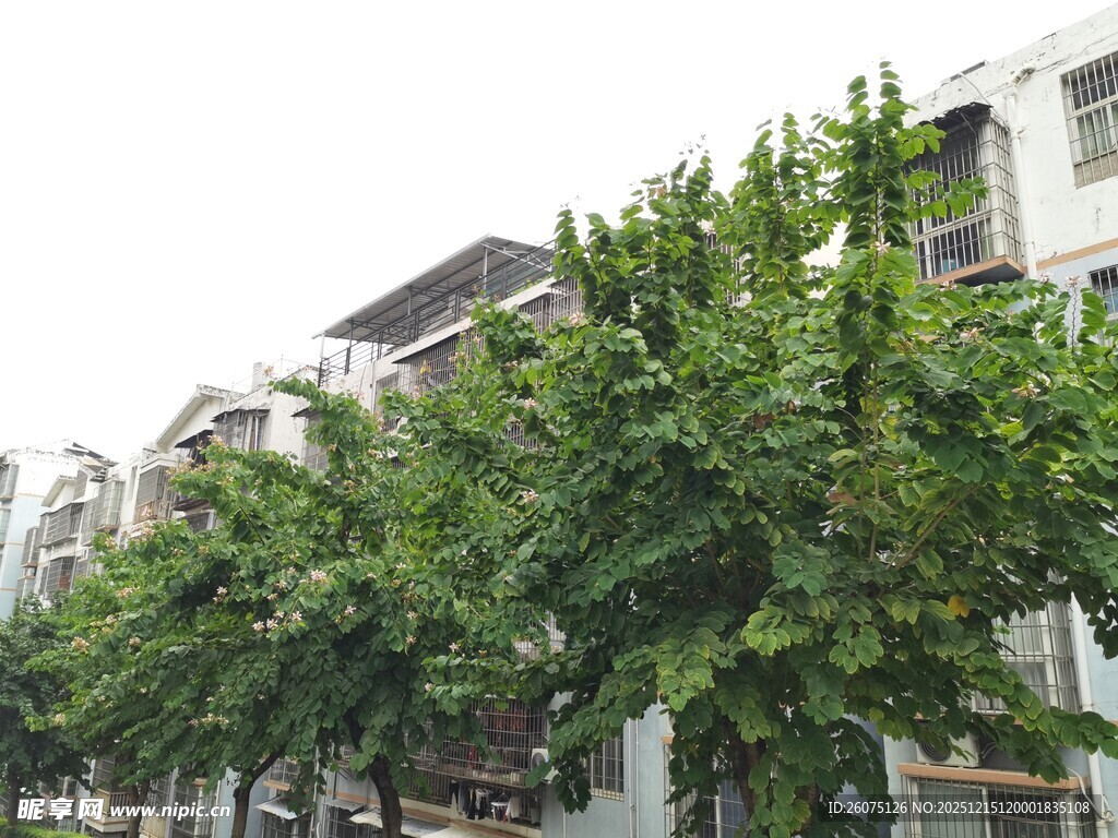 街道旁葱郁茂盛的绿树