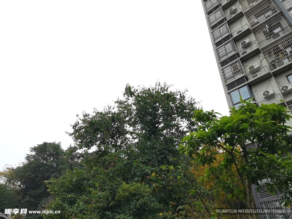 高楼旁的葱郁绿植