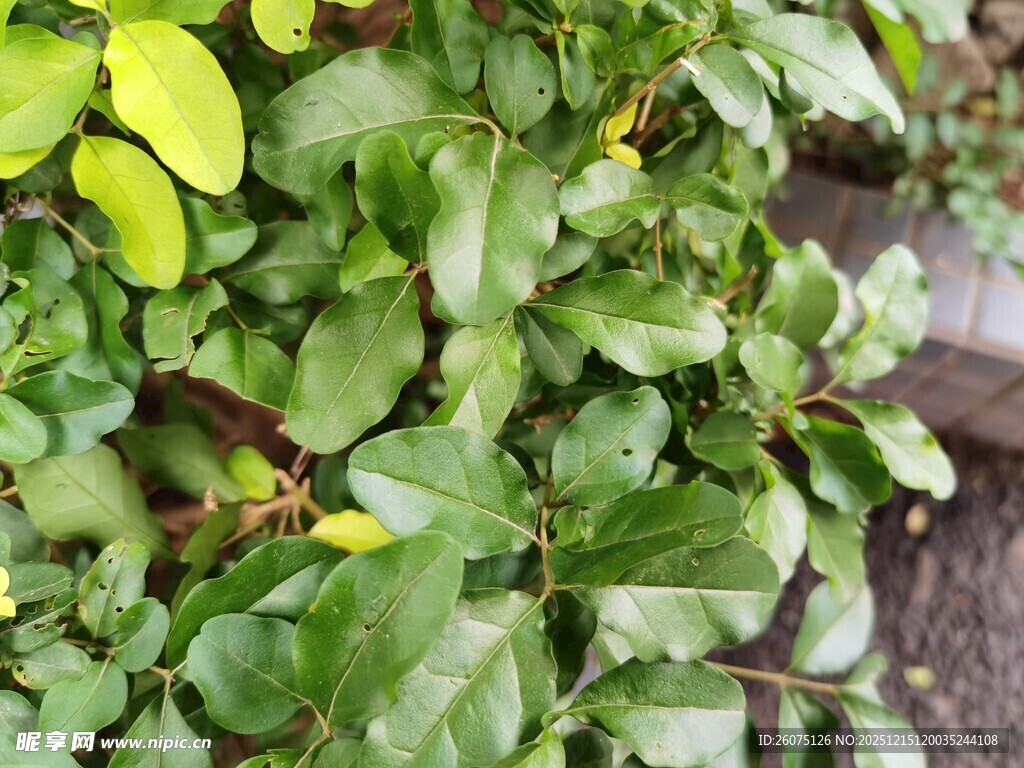 翠绿繁茂的生机植物
