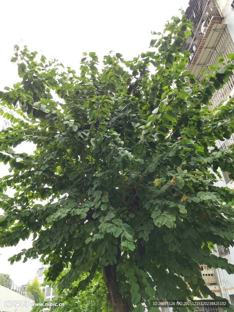 茂盛绿树展现自然生机