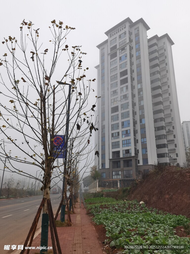 城市路旁高楼与光秃树木