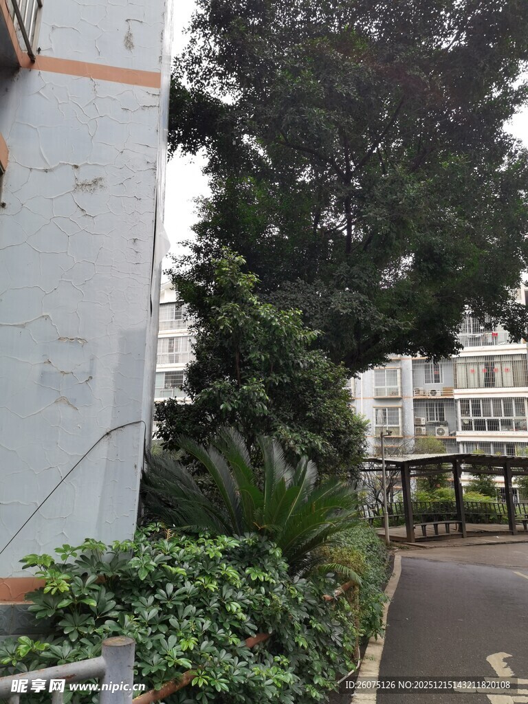 小区内的绿植与步道景观