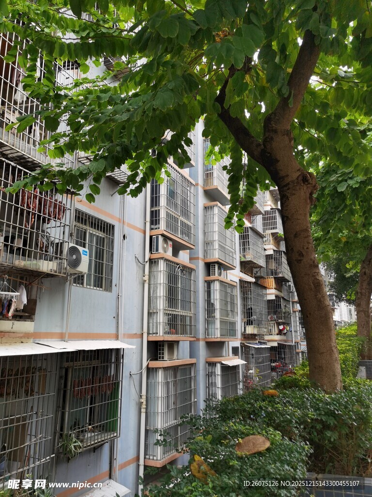 老旧居民楼旁的绿树景观