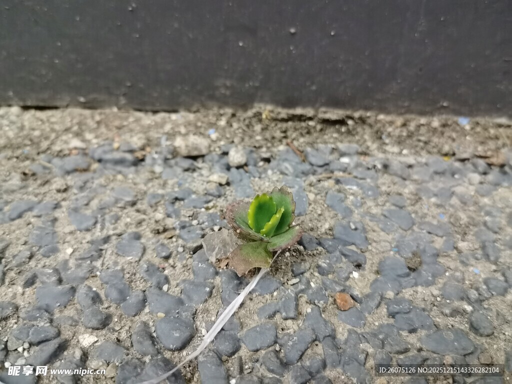 石缝中顽强生长的小绿植