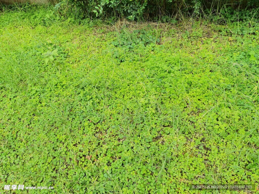 翠绿草地生机盎然
