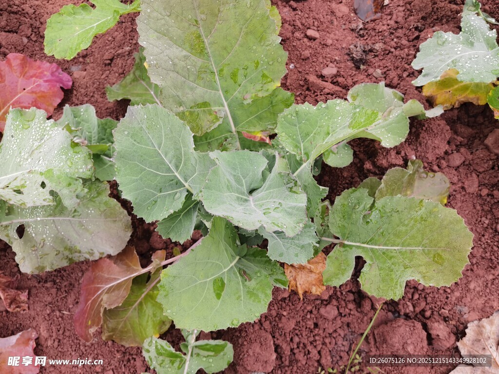 田间生长的嫩绿蔬菜