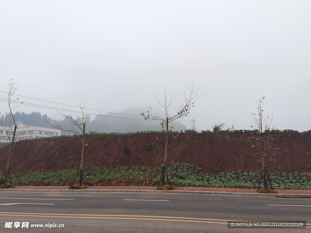 道路旁的土坡与稀疏树木