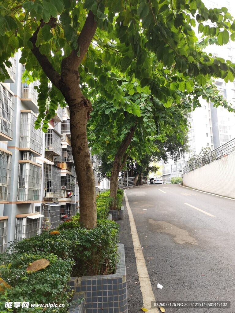 街道旁绿树成荫的景致