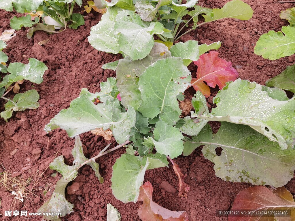 红土地上的绿叶植物