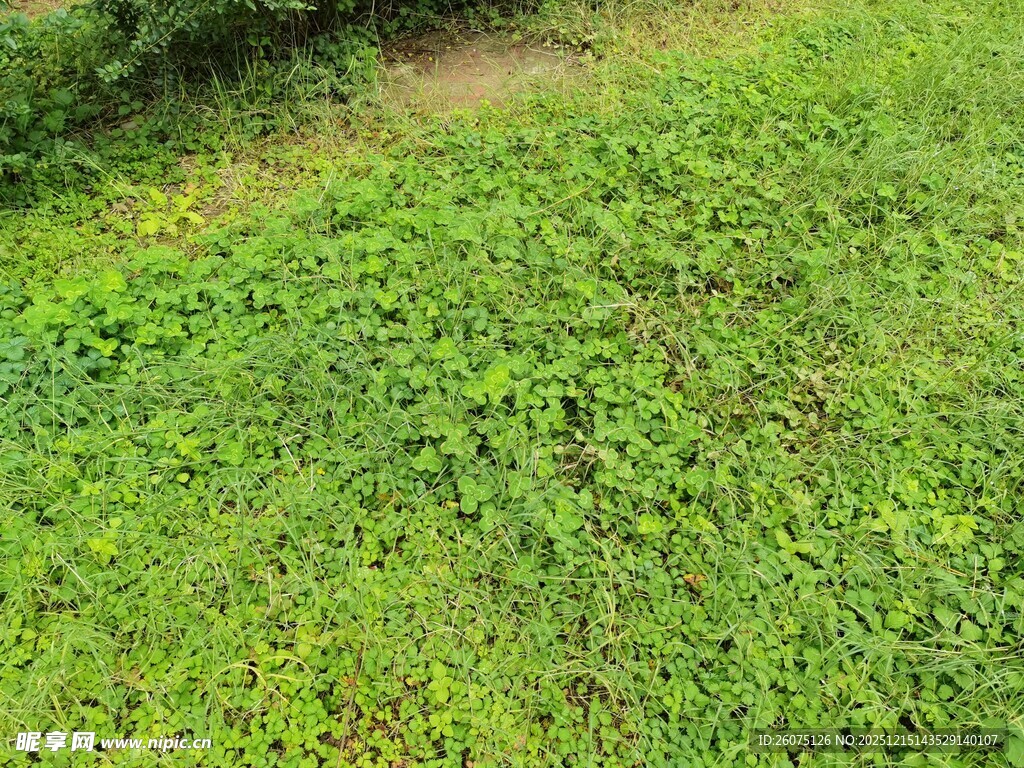 翠绿草地生机勃勃景象