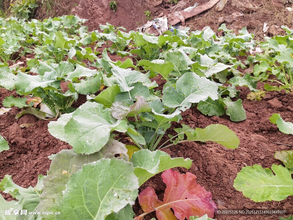 田间嫩绿蔬菜生机勃勃
