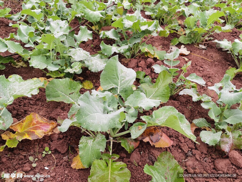 田间生长的绿色蔬菜植株