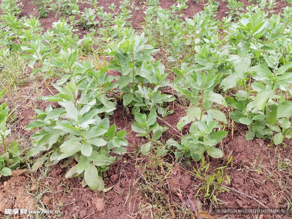 农田中的绿色植物