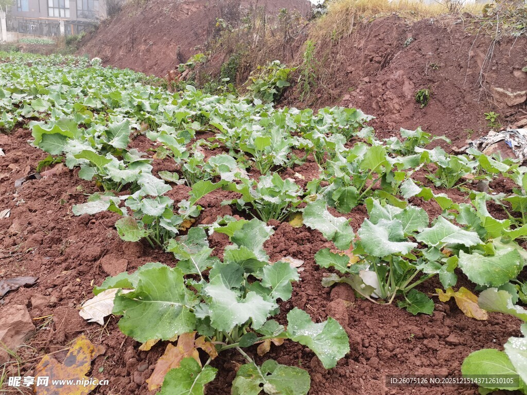 田园菜地中的鲜嫩蔬菜