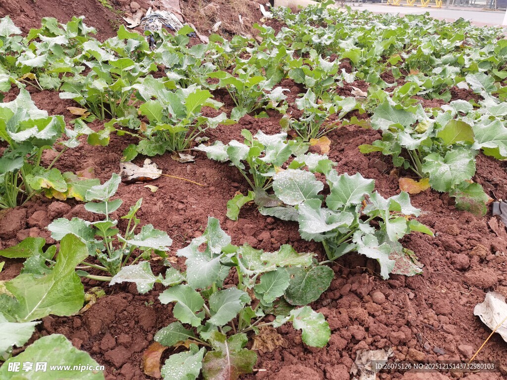 农田里的绿色蔬菜植株